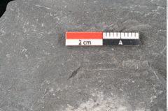 Foto (Detailansicht) von Asterocarpus meriani Brongniart (NHMW-GEO-2024-0188-10610)